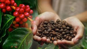 Quilanga, productor de café por excelencia