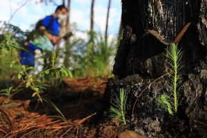 Reforestación para Esmeraldas