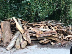 Acción de Protección prohíbe tala de árboles en el cantón