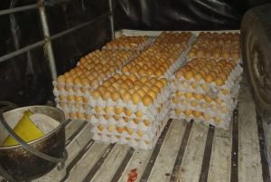 Intentan robarse los huevos de una avícola