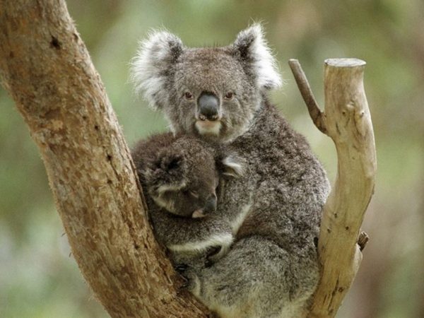 El koala entra en la lista de especies en peligro