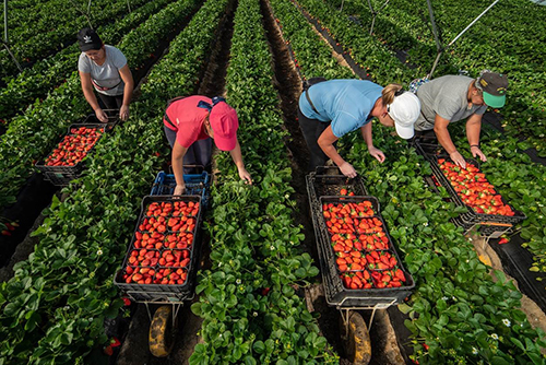 Los compatriotas participarán en Huelva en la llamada cosecha de frutos rojos.