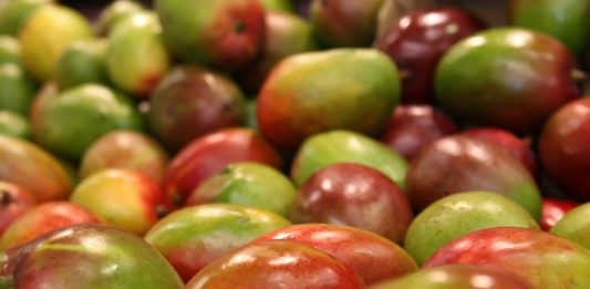 RAZÓN. El mango es de las frutas usadas para llevar cocaína.