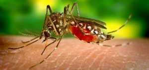 El dengue y el paludismo han sido opacados por el COVID-19
