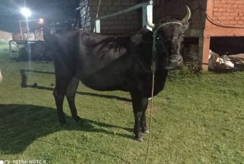 La Policía recupera seis vacas robadas en Píllaro