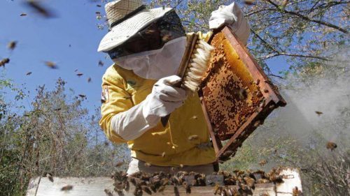 Curso para  formar apicultores inicia en abril