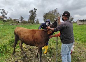 Campaña de desparasitación bovina recorre parroquias de Píllaro