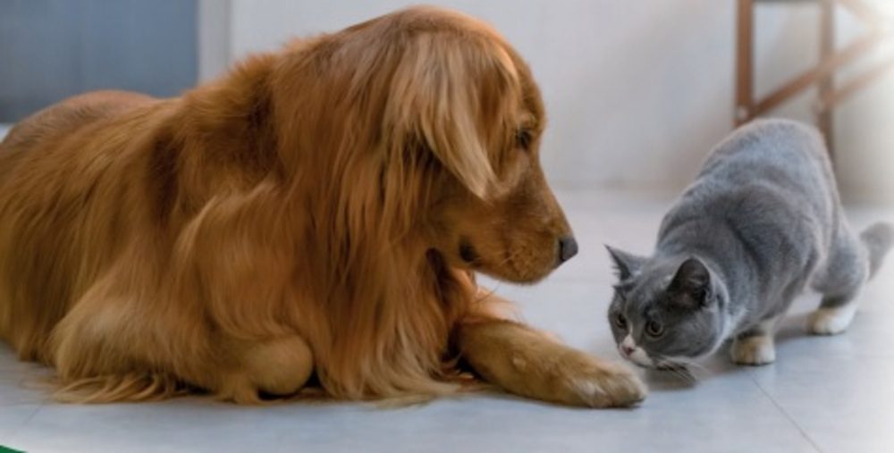 Campaña de desparasitación para mascotas