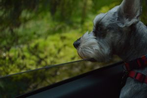 Automekano comparte consejos para un auto a prueba de mascotas