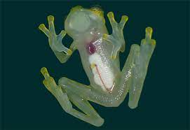 Descubren dos tipos de ranas de cristal en Ecuador