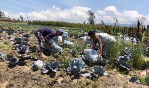 Plaga de ratas invade  cultivos en Chachoán