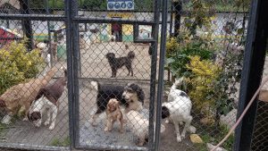 Preparan campaña de adopción tras sobrepoblación en centro canino