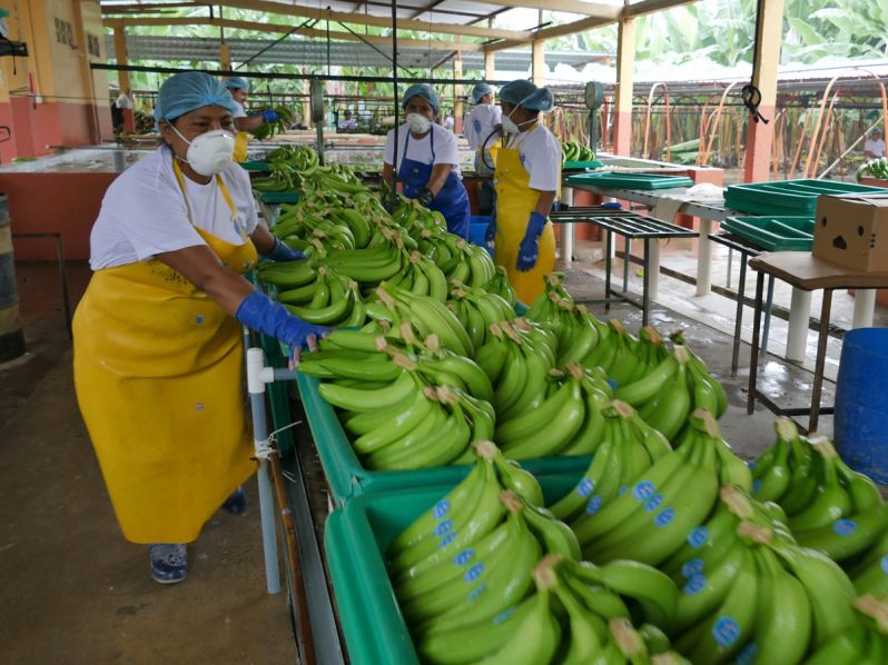 Bajos precios y deudas golpean a florícolas y bananeras por la guerra