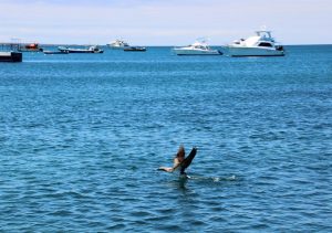 Al menos tres muertos y cuatro desaparecidos por un naufragio en las Galápagos