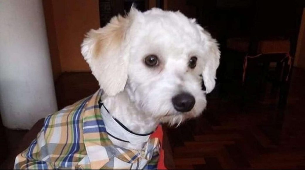 Luno, el perrito ecuatoriano que podría ser sacrificado en España