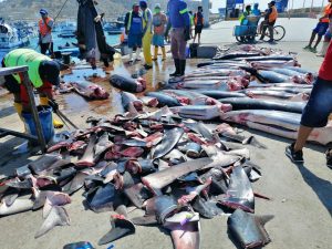 La pesca ilegal no tiene castigos fuertes en Ecuador
