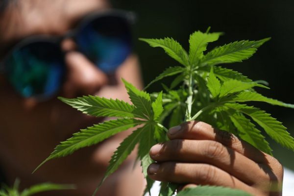 Costa Rica legaliza el cannabis medicinal y uso del cáñamo