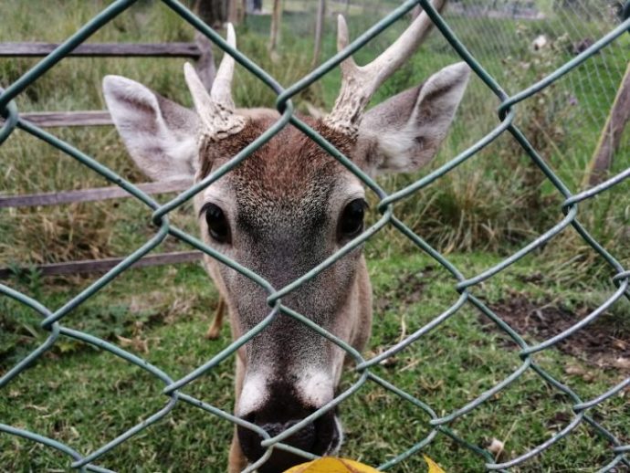 Zoológico con irregularidades en anterior administración