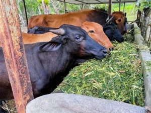 Escuelas de campo aportan a la sostenibilidad ganadera