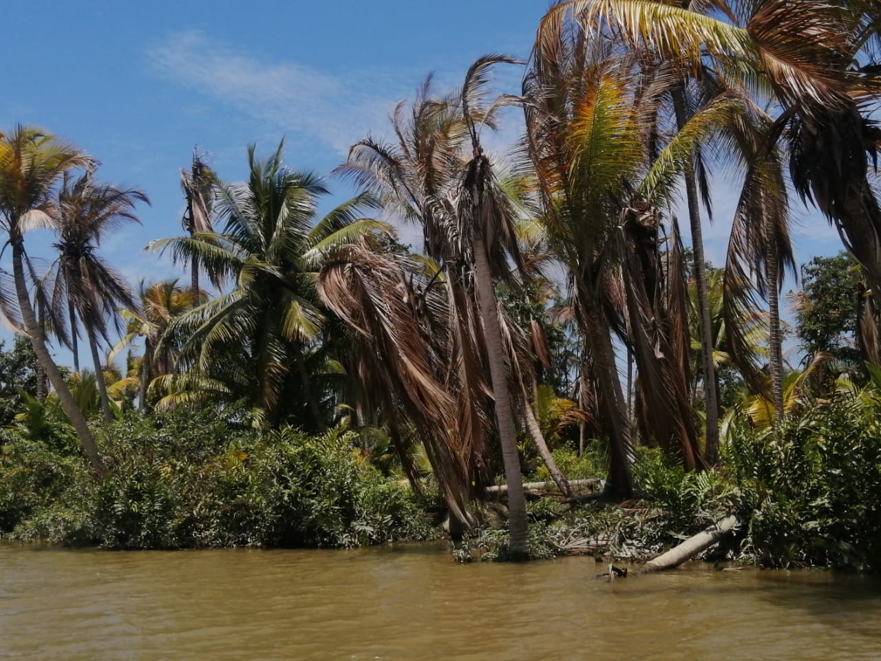 Plantaciones de coco afectadas por plaga