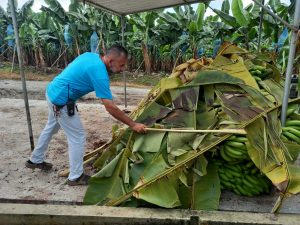 Bananeros piden ‘auxilio’ al Gobierno