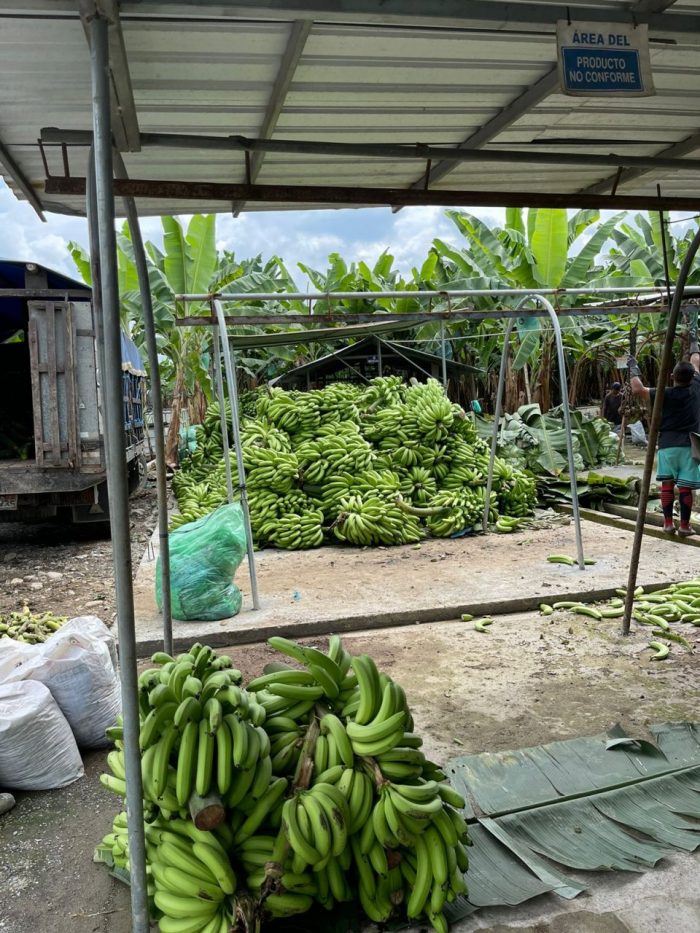 Haciendas bananeras, en la quiebra