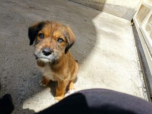 Buscan puntos de acopio y comida para perros rescatados