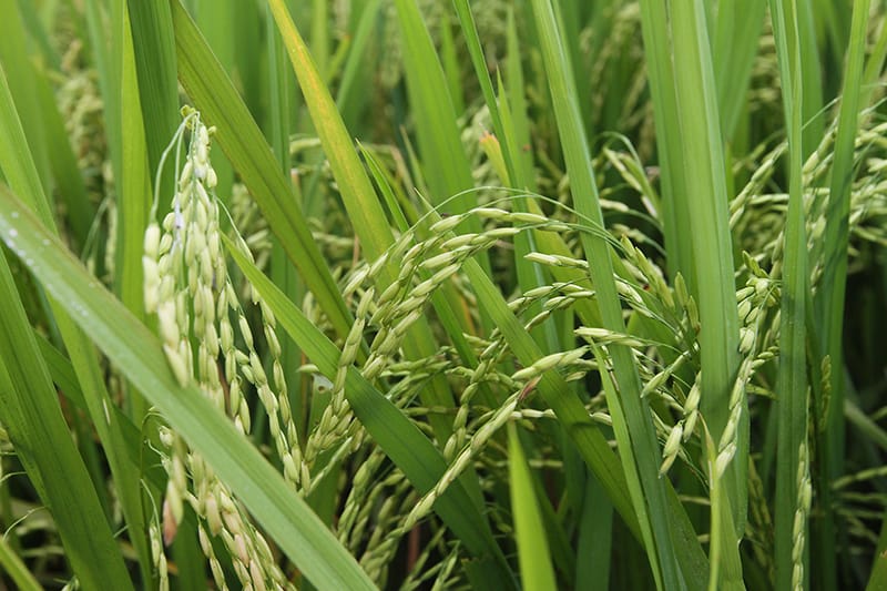 Productores de arroz con pérdidas, costo debería superar los $36