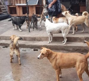 84 procesos sancionatorios en Loja por maltrato animal