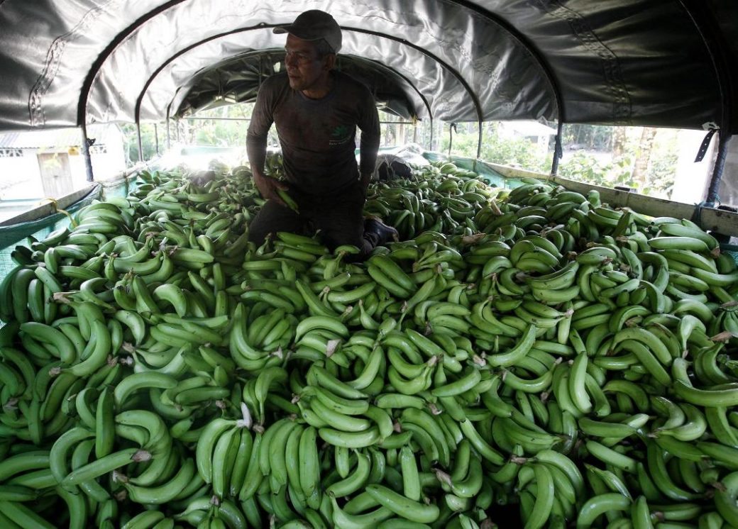 Bananeros latinoamericanos piden precios más altos en Europa