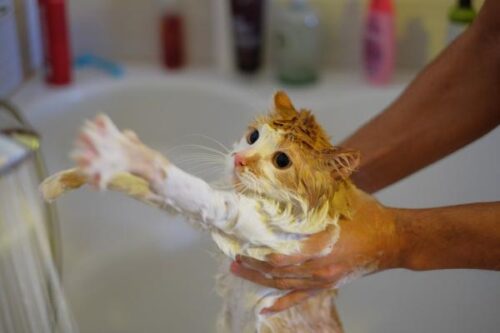 ¿Es necesario bañar a los gatos?