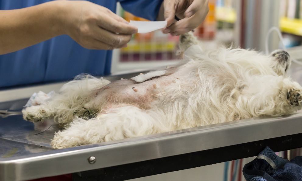 Este proceso quirúrgico ayuda a controlar la población de animales en las calles.