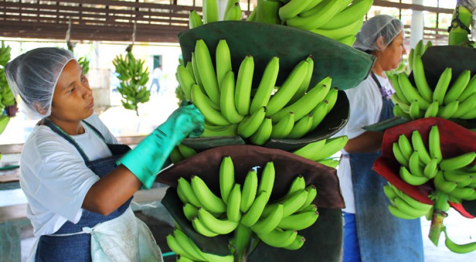 Jornaleros se quedan sin sus empleos, tras crisis bananera