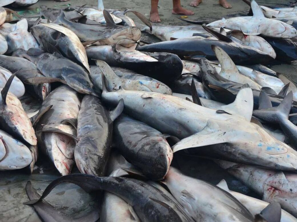 La entrevista finalista por Ecuador explora la falta de regulación de la pesca de tiburón en el país.