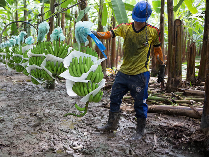 Ministerio de Agricultura establece tres medidas urgentes para ayudar a bananeros