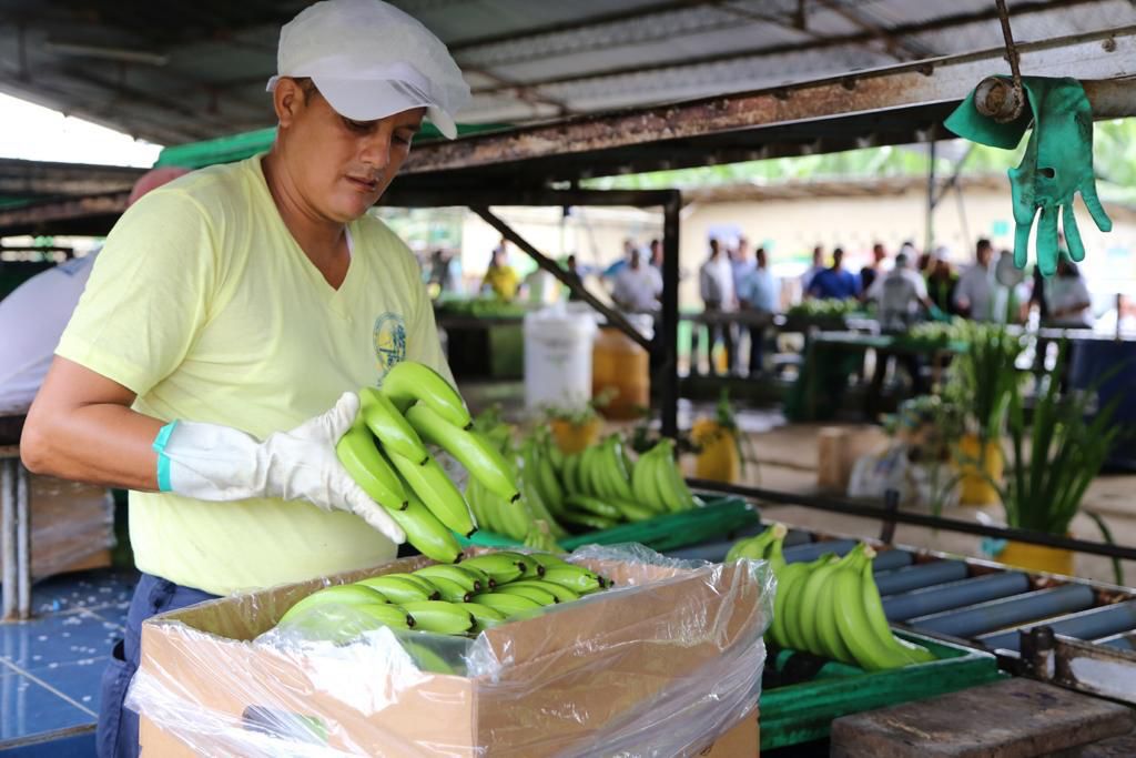 Control de calidad del banano se hará únicamente en las fincas de producción