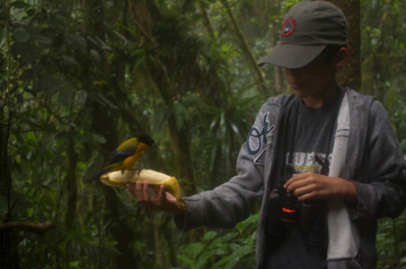 DIVERSIDAD. En el Chocó Andino se contabilizan 860 especies de aves