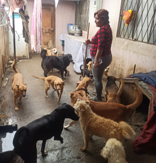 Macarena Freire, fundadora del albergue Patitas Nobles, requiere pagar una serie de deudas que tiene por rescatar a perritos de la calle.