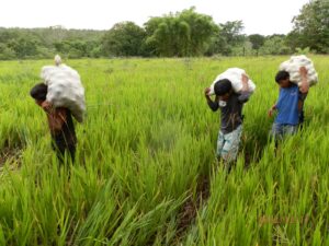 El mercado laboral en el campo está cada vez más envejecido y precarizado