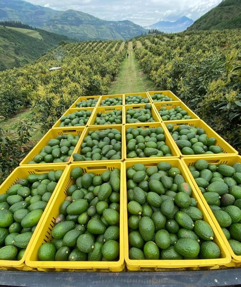 Intag se suma a la exportación de aguacate