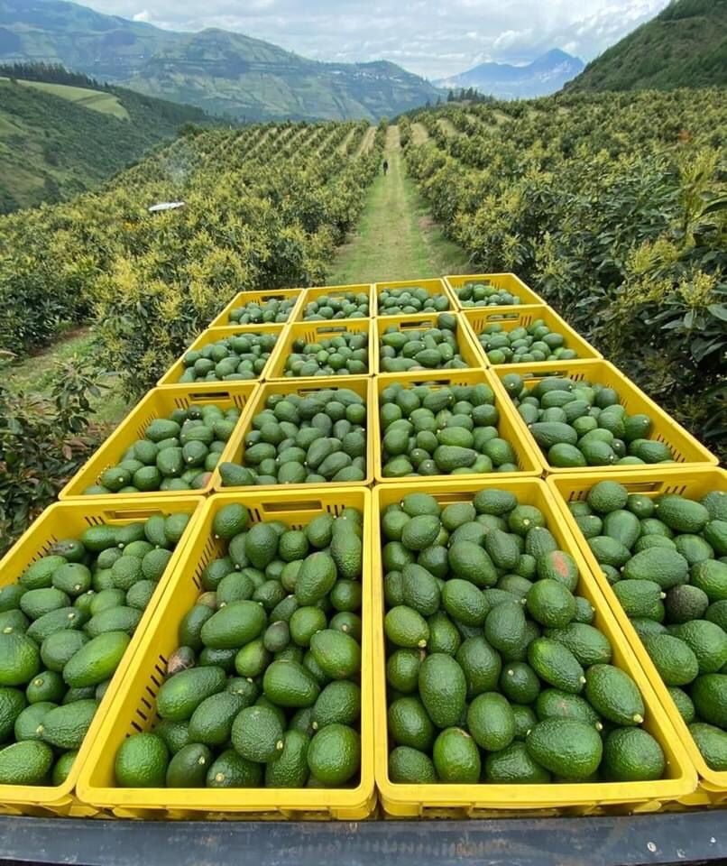 Producción. Ecuador tiene potencial para aumentar sus niveles de exportación de aguacate.