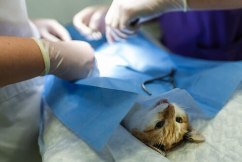 Pelileo, continúa campaña  de esterilización de mascotas