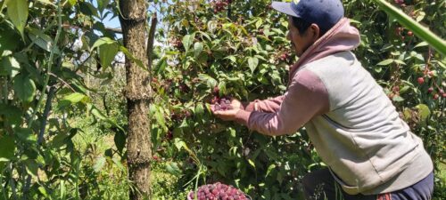 Mora y fresa de Tungurahua a mercados nacionales gracias a la asociatividad