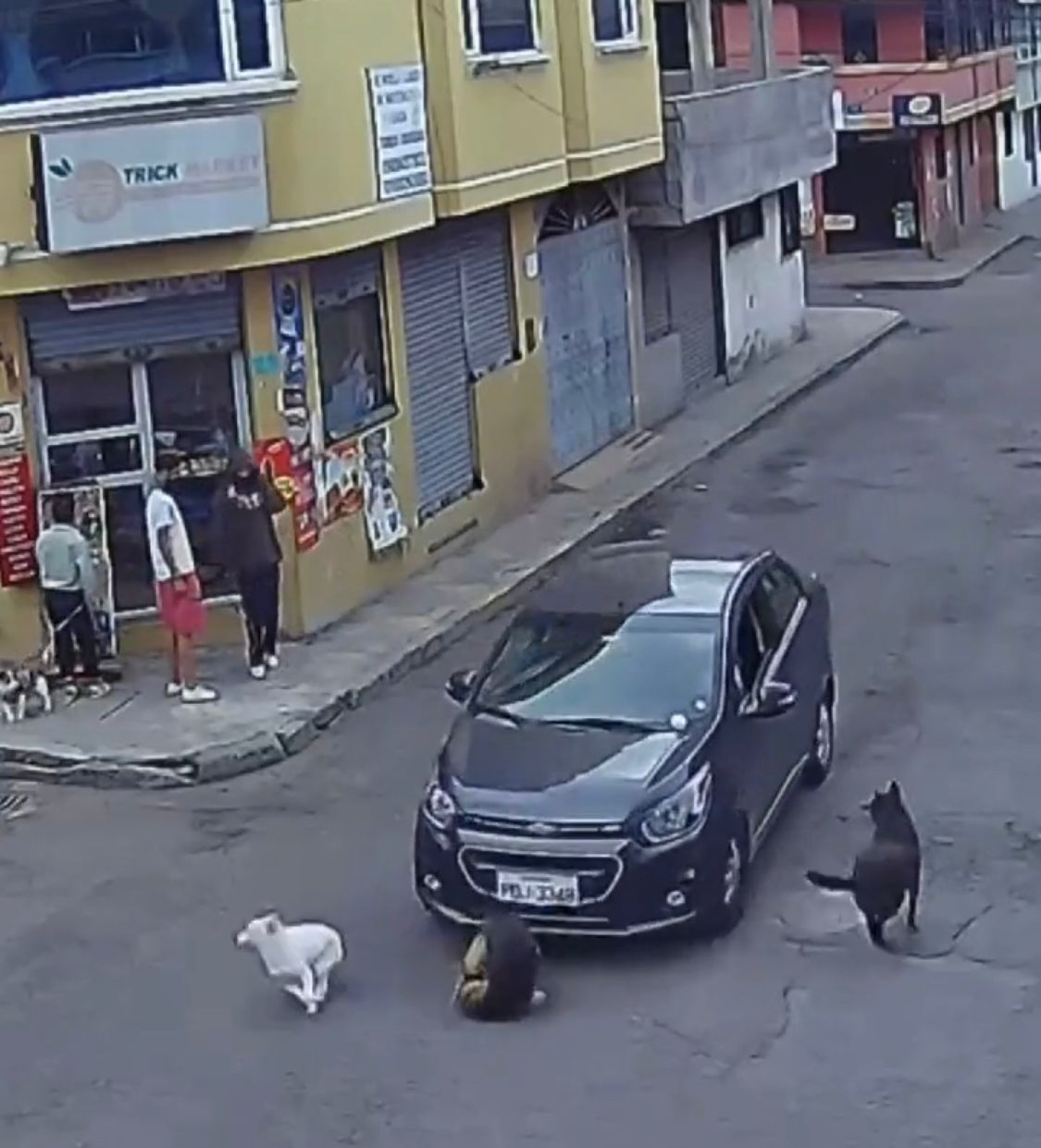 Urbanimal está buscando a quien atropelló a un perro en Quito