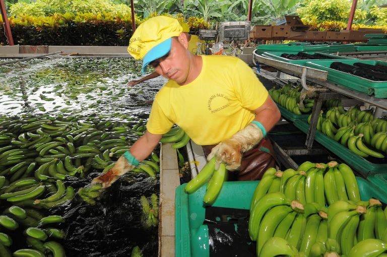 Gobierno subvencionará a pequeños productores de banano afectados por guerra