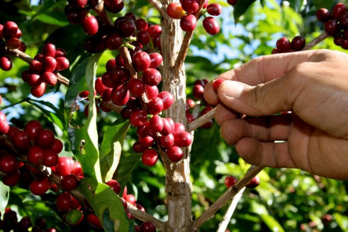 El café es uno de los productos estrella nicaragüenses.
