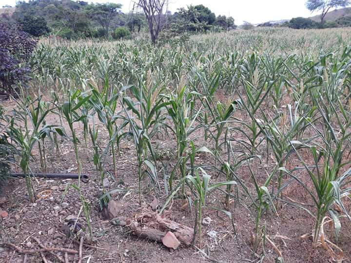 Producción de maíz en Zapotillo será mínima en este año de sequía
