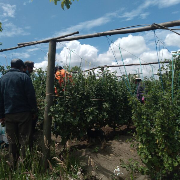 La fruta se ha convertido en una alternativa para los agricultores.