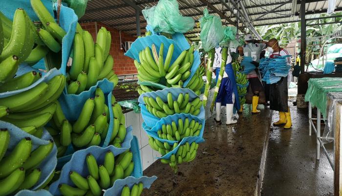 Cuatro empresas son investigadas por incumplir el precio mínimo del banano
