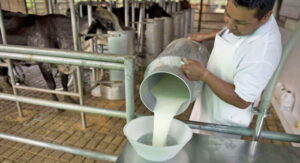 Precio que se paga a productores de leche ha estado congelado los últimos 10 años